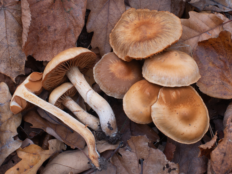 Cortinarius semiodoratus